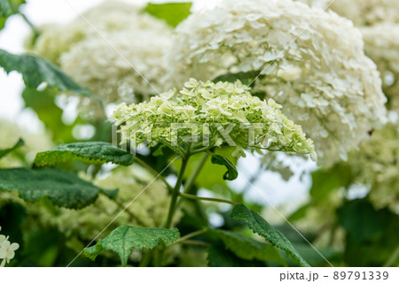 アナベル(紫陽花) アナベル(紫陽花) 89791339