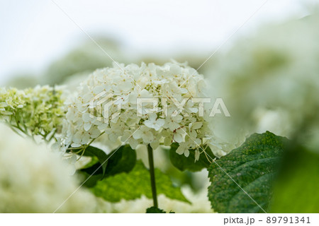 アナベル(紫陽花) アナベル(紫陽花) 89791341