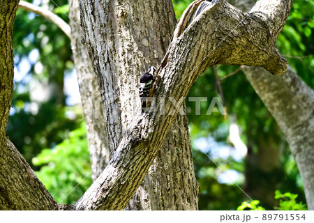 ドラミングするアカゲラ ドラミングするアカゲラ 89791554