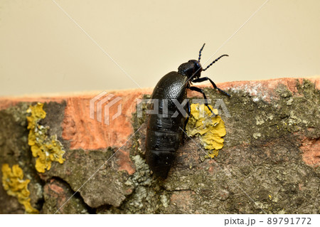 Beetle black shirt meloe proscarabaeus full length side view. Beetle black shirt meloe proscarabaeus full length side view. 89791772