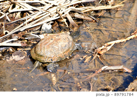 The river turtle begins its swim. 89791784