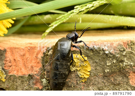 A blackshirt beetle meloe proscarabaeus crawls onto a stump. 89791790