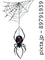 Watercolor Illustration of Black Widow Spider and Web Isolated on White Background. 89791939