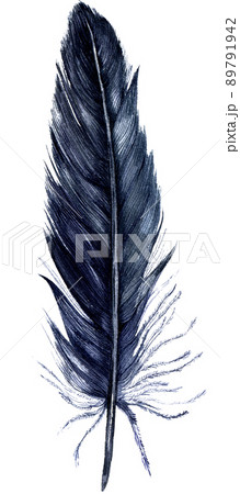 Watercolor Crow Black Feather Isolated on White Background. 89791942