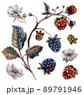 Watercolor blackberry and raspberry branch with white flowers. 89791946