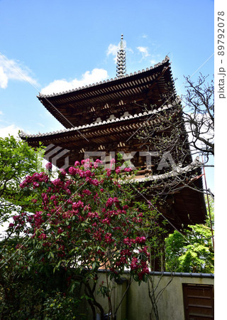 當麻寺三重塔とシャクナゲの花 89792078