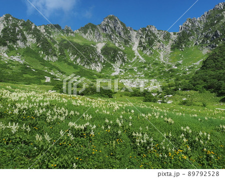 夏の千畳敷カール 89792528