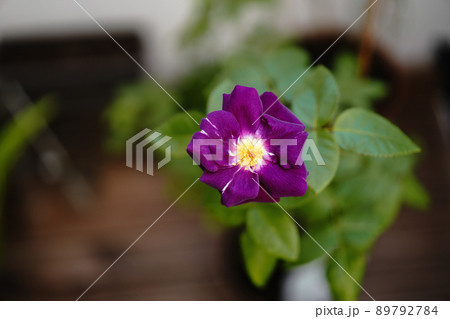 hana flowe 花　 89792784