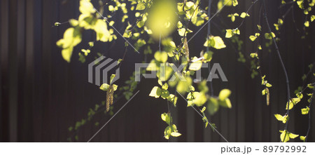 Yung earrings and liaves on birch branches, closeup photo in the fall on a red background. Yung earrings and liaves on birch branches, closeup photo in the fall on a red background. 89792992