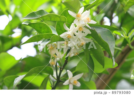 白い柚子（ゆず）の花 89793080