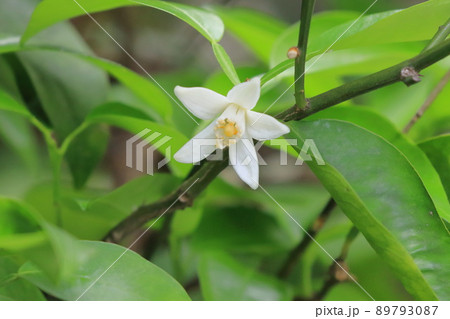 白い柚子（ゆず）の花 89793087