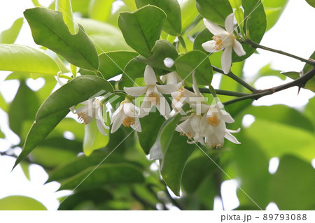 白い柚子（ゆず）の花 89793088