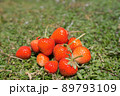 緑の草原に置かれた収穫したいちご 89793109