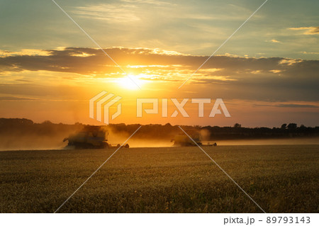 Combine harvester harvests ripe wheat. Ripe ears of gold field on the sunset cloudy orange sky background. . Concept of a rich harvest. Agriculture image 89793143