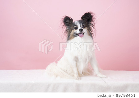 カメラ目線で微笑むパピヨンの夏彦 89793451