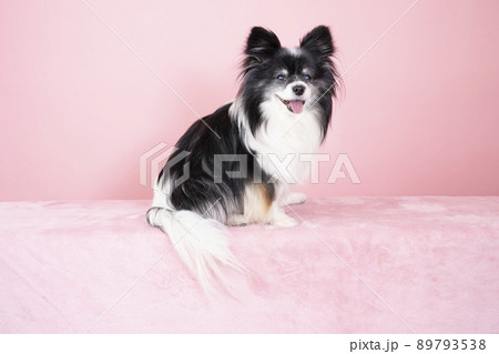 カメラ目線で微笑むパピヨンのミント 89793538