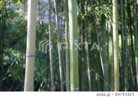 Natural green bamboo grove or forest background 89793825