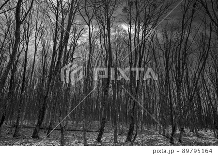 gloomy forest winter landscape at dusk. scaring trees gloomy forest winter landscape at dusk. scaring trees 89795164