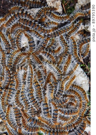 Caterpillars crawling in swarm Caterpillars crawling in swarm 89795390