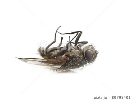 Dead Fly Macro 89795401