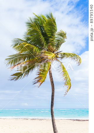 Coconut palm tree grows on a sandy beach. Dominican republic 89795540