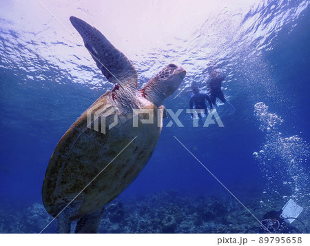 ウミガメとスノーケリング 89795658