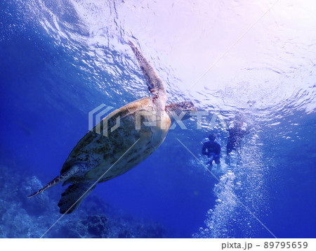 スノーケラーとウミガメ 89795659