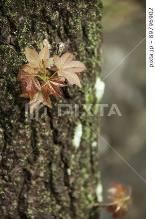 木の新芽(モミジバフウ) 木の新芽(モミジバフウ) 89796902