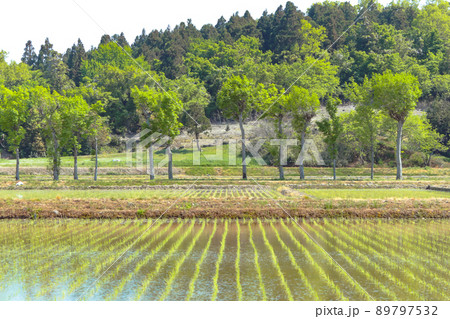 夏井のハザ木 (新潟市 農村景観百選) 夏井のハザ木 (新潟市 農村景観百選) 89797532
