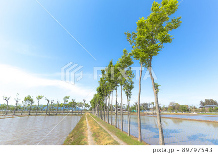 夏井のハザ木 (新潟市 農村景観百選) 夏井のハザ木 (新潟市 農村景観百選) 89797543