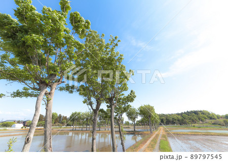 夏井のハザ木 (新潟市 農村景観百選) 夏井のハザ木 (新潟市 農村景観百選) 89797545