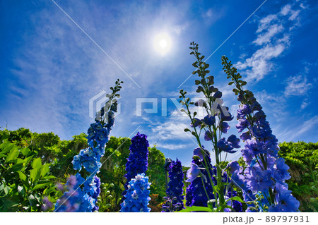 あしかがフラワーパークの風景 あしかがフラワーパークの風景 89797931