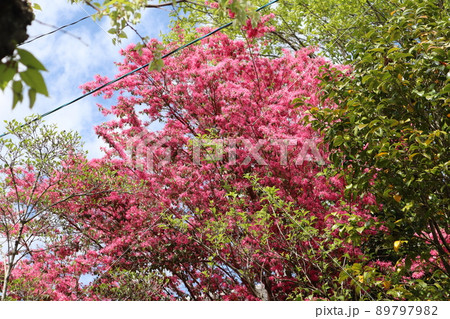 青空と白く雲とピンクの花びらのトキワマンサクの花が満開に咲く樹がある森の風景 青空と白く雲とピンクの花びらのトキワマンサクの花が満開に咲く樹がある森の風景 89797982