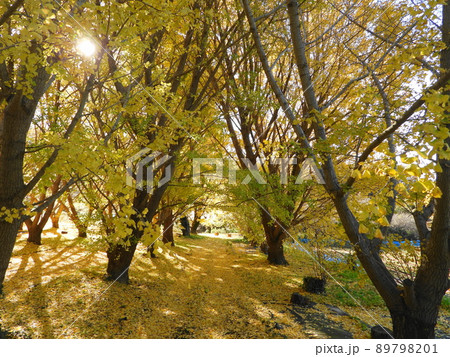 秋・紅葉の谷から、いちょう 89798201