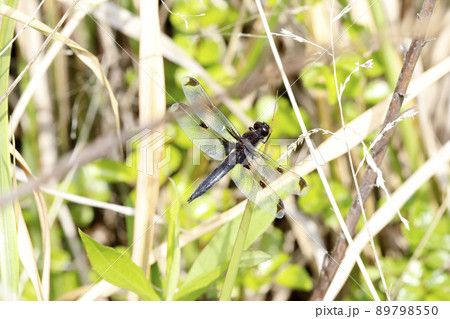ベッコウトンボ 成熟個体 ベッコウトンボ 成熟個体 89798550