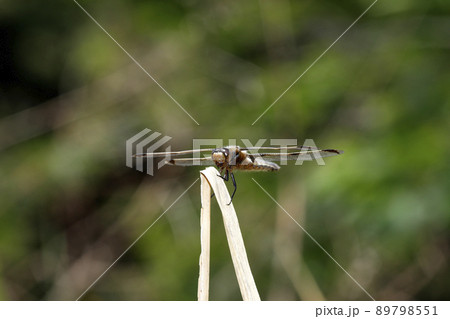 ベッコウトンボ　成熟個体 89798551