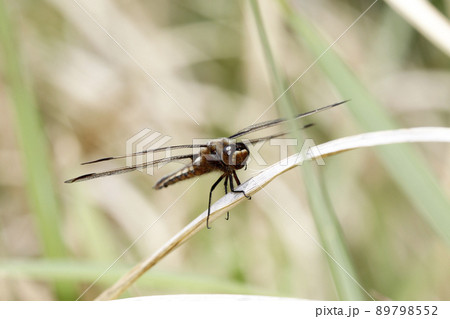 ベッコウトンボ 成熟個体 ベッコウトンボ 成熟個体 89798552