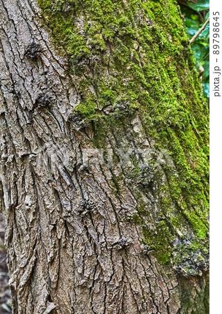 Tree trunk in a forest 89798645