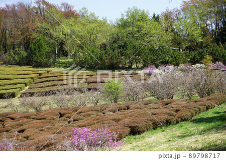 春の森林公園ふれあいの森 春の森林公園ふれあいの森 89798717