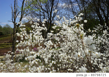 春の森林公園ふれあいの森 春の森林公園ふれあいの森 89798725