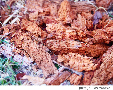 腐った木くず 腐った木くず 89798852