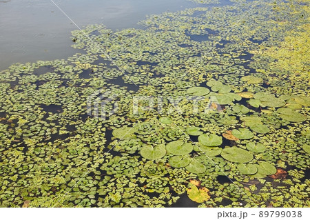 Water surface with plants 89799038