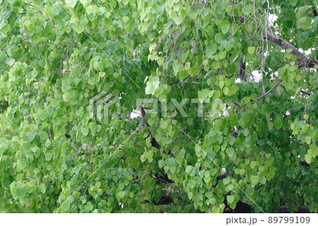 soft focus, green leaf background 89799109