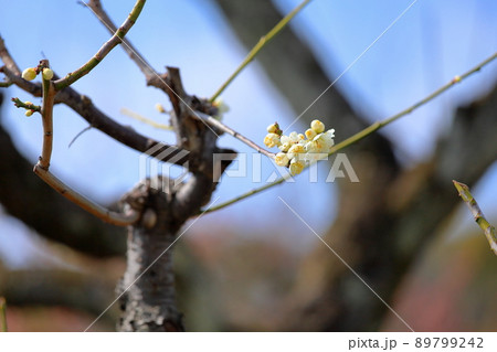 白梅の花 白梅の花 89799242
