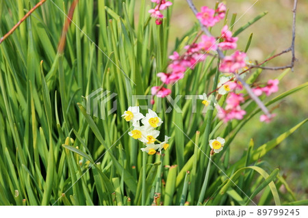 スイセンの花 89799245