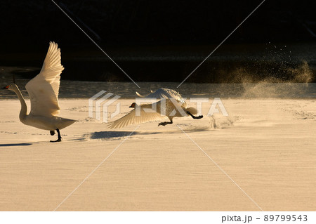 大池の白鳥 89799543