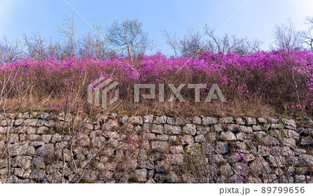 Flowers of Rhododendron dauricum. popular names rosemary, maralnik. Russia. Vladivostok. Russian island 89799656