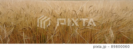 実りの大麦 ワイドサイズ パノラマ 実りの大麦 ワイドサイズ パノラマ 89800060