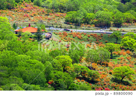 新緑とつつじの白樺牧場 新緑とつつじの白樺牧場 89800090