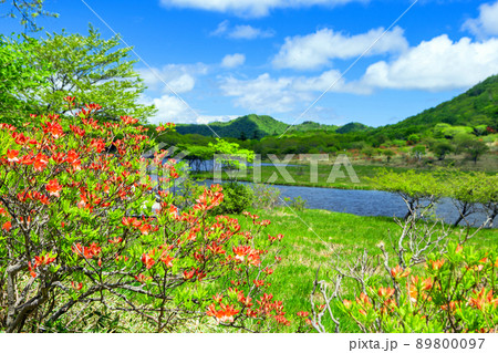 ツツジ咲く覚満淵 89800097